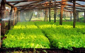 Misiones: Continúan las inscripciones para la emisión del Certificado de Productor Primario