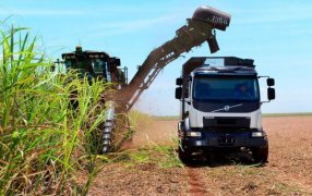 Las exportaciones de la caña de azúcar están dulces: crecieron casi 1000% en Octubre