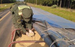 Gendarmería Nacional secuestró 116 toneladas de granos: Las oleaginosas eran trasladadas por un total de cuatro camiones de transporte