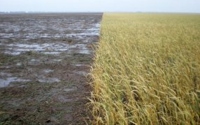 Cultivos de cobertura: Un estudio en Santa Fe demostró cuánto aportan en reducir la erosión