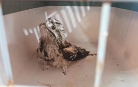 Fauna Misionera: Policías rescataron a animales y aves que se encontraban fuera de sus hábitats