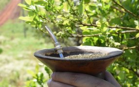 El consumo interno y las exportaciones de yerba mate superaron los 268 millones de kilos al cierre de Octubre