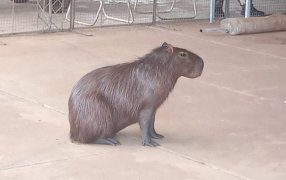 Rescataron a un carpincho que quedó atrapado en una vivienda de la localidad misionera de San Vicente