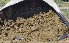 Tips para prevenir el impacto de las micotoxinas en la producción ganadera