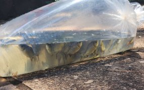 Apóstoles: 3.500 alevines para impulsar la piscicultura local, incluyen especies como pacú, salmón siberiano, carpa húngara y carpa koi