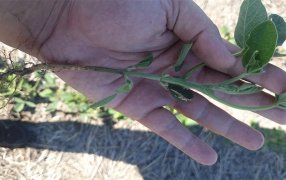 Alarma por floraciones anticipadas en soja