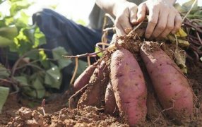 Productores misioneros destacan el gran potencial de la batata en las Ferias Francas