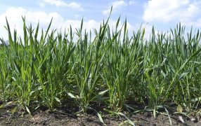 Por un invierno sin frío, advierten posible caída de rendimientos en trigo