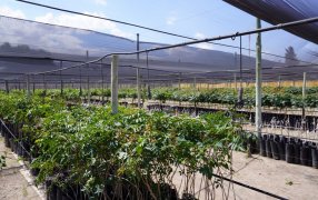 Las claves del pistacho, un cultivo que crece y busca hacerse fuerte en Mendoza