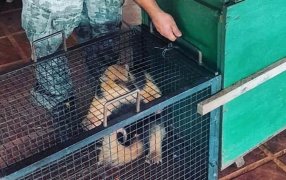 Un oso melero fue atacado por perros y tuvo que trepar a un árbol: La Policía de Misiones lo puso a salvo