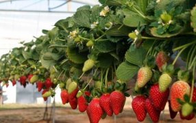 La Biofábrica inicia la cosecha de siete mil kilos de frutilla semihidropónica en el Municipio misionero de San Vicente