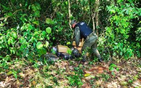 Gendarmería Nacional impidió el traslado de marihuana valuada en más de 230 millones de pesos: El estupefaciente había ingresado por un paso no habilitado desde el Paraguay