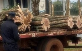 Fiscalización y controles: La Policía de Misiones secuestró madera nativa y planta de marihuana