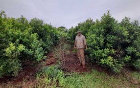 Con prácticas recomendadas por el INYM, resultados alentadores en el yerbal de Tech