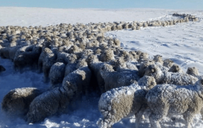 La Patagonia, sin tregua del clima: Siguen las alertas rojas y amarillas por el frío y las nevadas