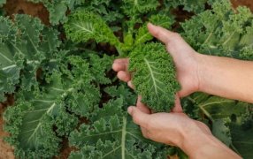 Una fuente de hierro en casa: Cómo cultivar kale en la huerta familiar