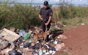 Garupá: Abandonaron a un Pitbull en un basural y policías lo resguardaron en la Comisaría