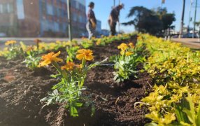 Apóstoles Florece: La iniciativa busca embellecer el entorno urbano y promover la conciencia ambiental entre los vecinos