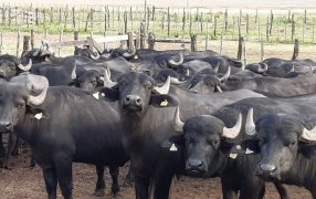 La década ganada de los búfalos: Una alternativa ganadera que creció 54%