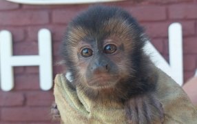 Policías Ambientales de Misiones rescataron un mono, una tortuga y un lobo de río
