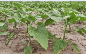 El girasol arrancó opacado por la sequía: Productores resignan hectáreas y devuelven bolsas de semillas