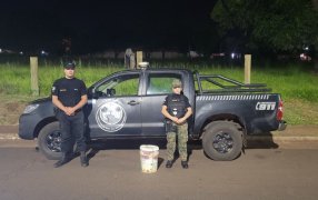 Rescataron una víbora que fue hallada en una calle de la ciudad misionera de Posadas