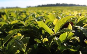 Misiones: Nueva línea de crédito especial para sacaderos de té