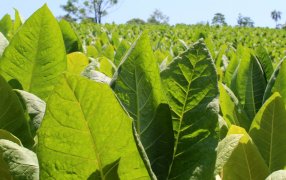 A partir del miércoles 14 de Diciembre, se realizará el pago a productores tabacaleros de Misiones