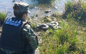Candelaria: Liberaron una boa curiyú de 3 metros y 7 kilos rescatada por la Policía Ambiental