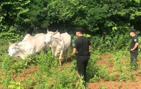 Rápido despliegue policial evitó que le robaran una yunta de bueyes a una productora en la localidad misionera de Itacaruaré
