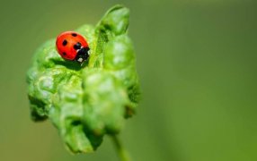 Biodiversidad en la huerta: La protección de la fauna benéfica, clave para tener éxito