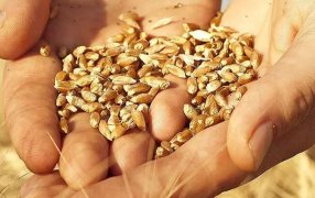 El Gobierno Nacional defendió la adhesión a un convenio internacional de Semillas