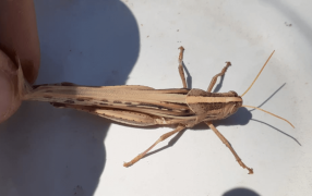 Las langostas encendieron una alerta en Santiago del Estero: Intensifican acciones de control