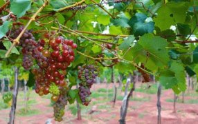 San Juan: Emiten la primera alerta para el control de la polilla de la vid