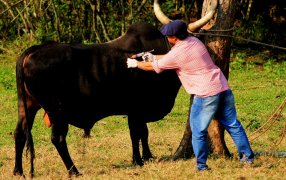 Misiones: El lunes 13 de Marzo inicia la primera campaña de vacunación contra la fiebre aftosa 2023 en la provincia