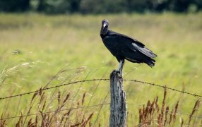 Misiones se suma al Big Day 2024: Se trata del evento global de observación de aves más grande del mundo