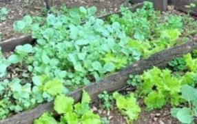 Misiones: Qué sembrar en el mes de Agosto, cómo preparar el suelo y cuidar una huerta casera