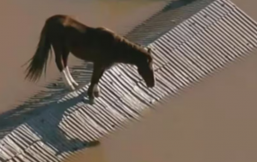 Inundaciones en Brasil: El emotivo rescate de un caballo atrapado en un techo de una vivienda tapada por agua