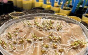 El secreto oculto del trigo: Descubrieron un componente en su ADN que eleva los rindes 5%