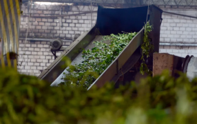 Misiones: Los productores yerbateros ya canjearon más de 1.600 millones de pesos en cheques diferidos con tasa totalmente bonificada