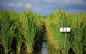 Arroz: Este año la producción fue un 16% menor que en el 2021