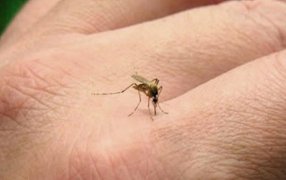 Ya suman 12 los casos: Santa Fe, confirmaron el primer muerto por encefalitis equina en el país