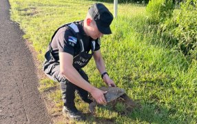Fauna misionera: Policías Provinciales salvaron a una tortuga de ser atropellada sobre la ruta
