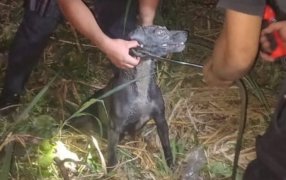 Puerto Iguazú: Efectivos de la Policía de Misiones rescataron a “Boris” el perro que había caído a un pozo