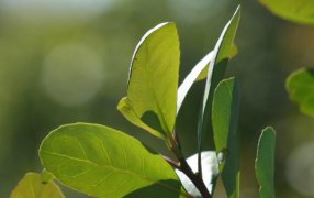 Las ventas de yerba mate crecieron un 15% entre los meses de Enero y Julio