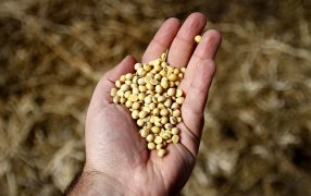 En el debate por las semillas, los agrónomos apuntan contra la fiscalización: “Siempre fue deficiente”