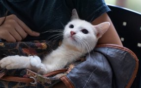 Atención veterinaria en los barrios posadeños con el Instituto Municipal de Sanidad Animal