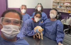 IMiBio: Se realizó un censo de animales domésticos para presenciar enfermedades en Puerto Iguazú