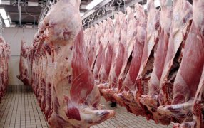 La faena ya muestra la menor oferta de hacienda y anticipa más subas de precios