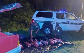 Llevaba 115 kilos de pescado, Las piezas ictícolas eran transportadas en el baúl de un automóvil, sin cumplir con las mínimas medidas de conservación o higiene